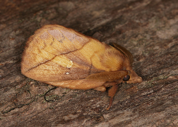 66.010 BF1640 Drinker Euthrix potatoria