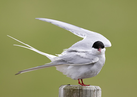 Arctic Tern Sterna paradisaea