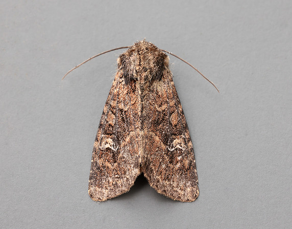 73.159 BF2331 Small Clouded Brindle Apamea unanimi