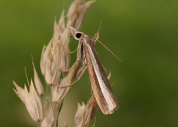 63.091 BF1307 Agriphila latistria