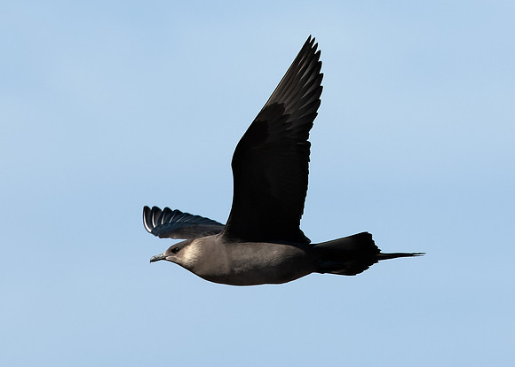 Arctic Skua Stercorarius parasiticus