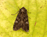 73.274 BF2154 Cabbage Moth Mamestra brassicae
