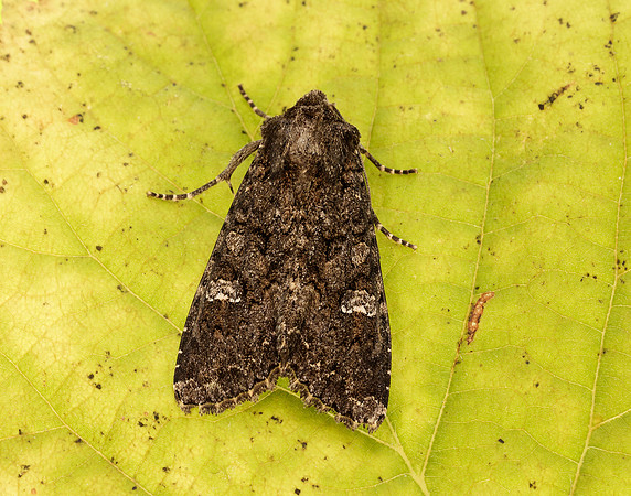 73.274 BF2154 Cabbage Moth Mamestra brassicae