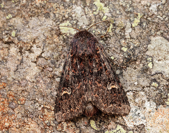 73.167 BF2324 Northern Arches Apamea exulis