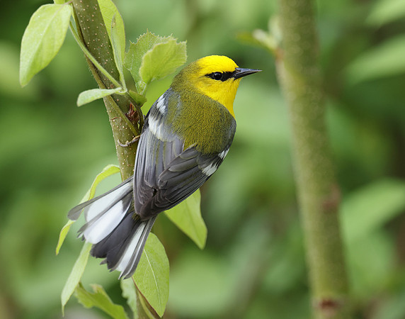 Blue-winged Warbler Vermivora cyanoptera