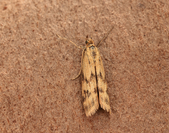 62.054 BF1481 Homoeosoma sinuella