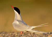 Arctic Tern Sterna paradisaea