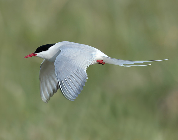 Arctic Tern Sterna paradisaea