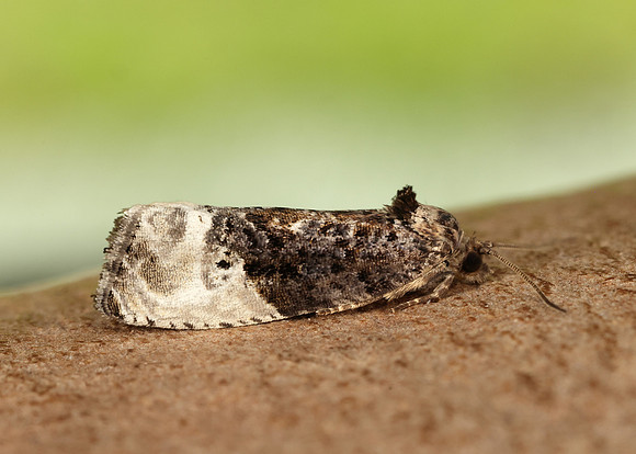 49.156 BF1083 Marbled Orchard Tortrix Hedya nubiferana
