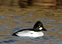 Goldeneye Bucephala clangula