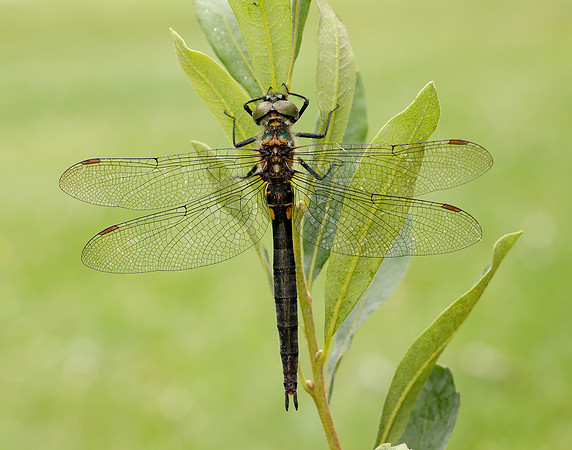 Northern Emerald Somatochlora arctica