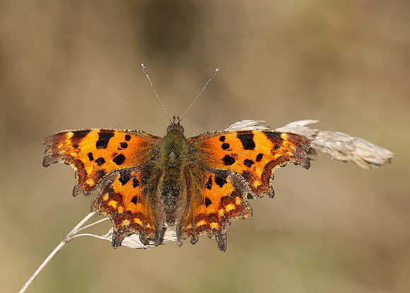 Comma Polygonia c-album