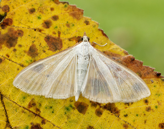 63.048 BF1408 Palpita vitrealis