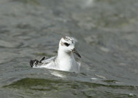 Grey Phalarope Phalaropus fulicarius