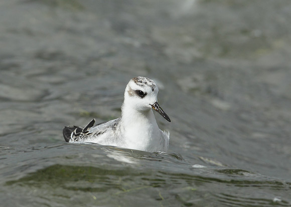 Grey Phalarope Phalaropus fulicarius
