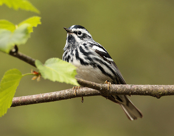 Black & White Warbler Mniotilta varia