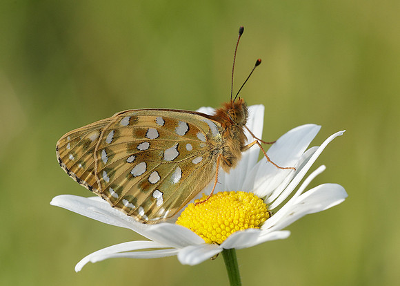 Dark Green fritillary Argynnis aglaja