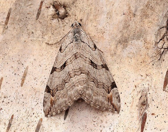 70.192 BF1867 Treble-bar Aplocera plagiata