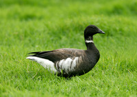 Black Brant Branta bernicla nigricans