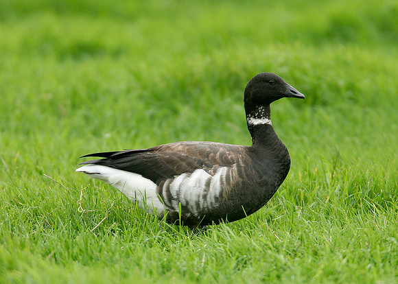 Black Brant Branta bernicla nigricans