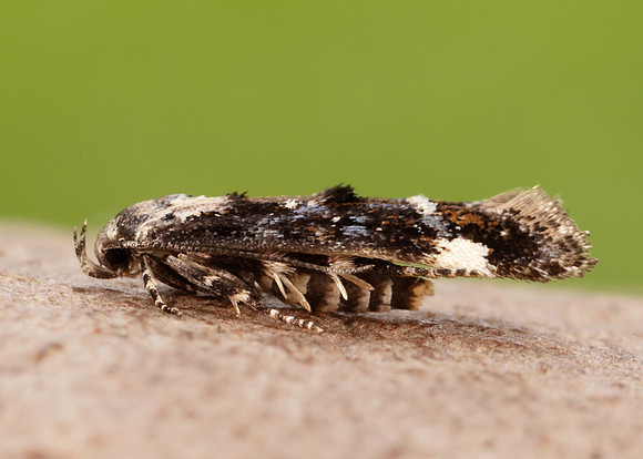 40.001 BF885 Mompha conturbatella
