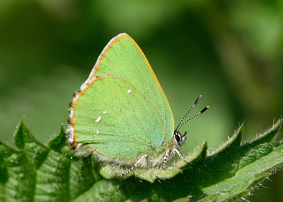 Green Hairstreak Callophrys rubi