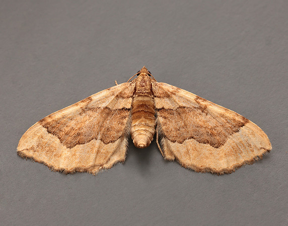 70.069 BF1749 Dark Spinach Pelurga comitata