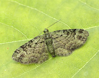 70.144 BF1860 Green Pug Pasiphila rectangulata