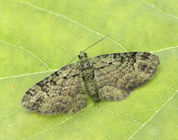 70.144 BF1860 Green Pug Pasiphila rectangulata