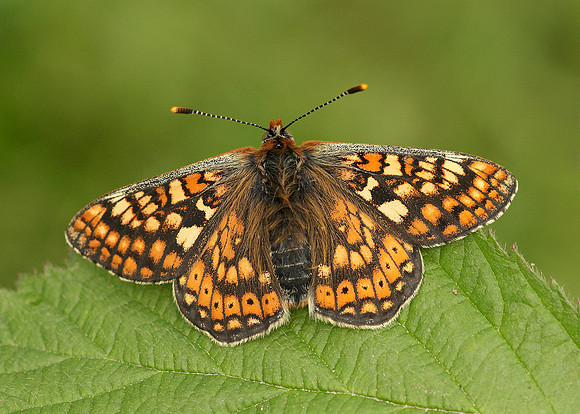 Marsh Fritillary Euphydryas aurinia