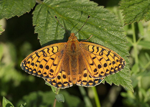 Dark Green fritillary Argynnis aglaja
