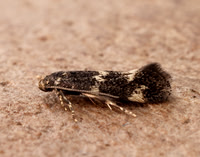 38.025 BF597 Elachista atricomella
