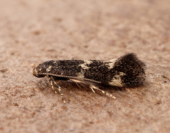 38.025 BF597 Elachista atricomella