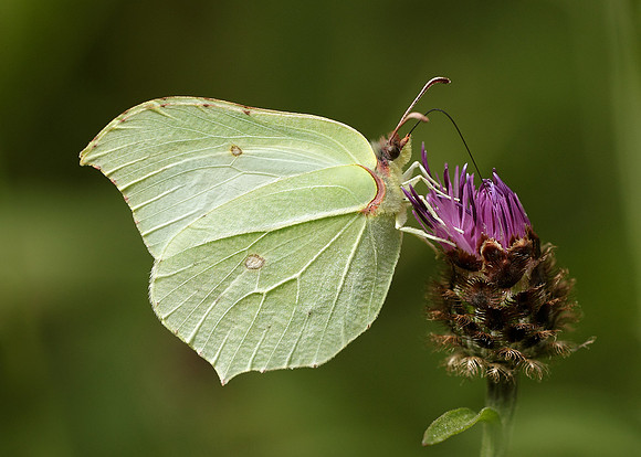 Brimstone Gonepteryx rhamni