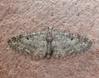 70.190 BF1837 Grey Pug Eupithecia subfuscata