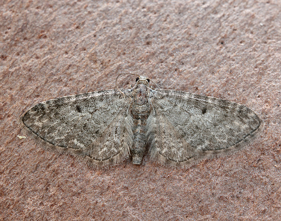 70.190 BF1837 Grey Pug Eupithecia subfuscata
