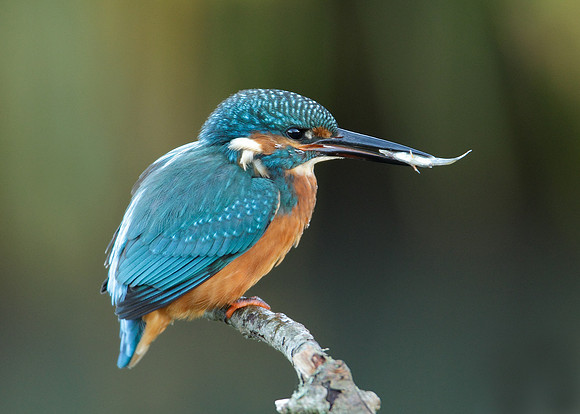 Kingfisher Alcedo atthis