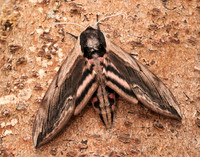 69.006 BF1976 Privet Hawk-moth Sphinx ligustri