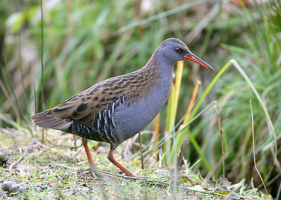 Water Rail Rallus aquaticus