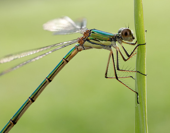 Willow Emerald Chalcolestes viridis