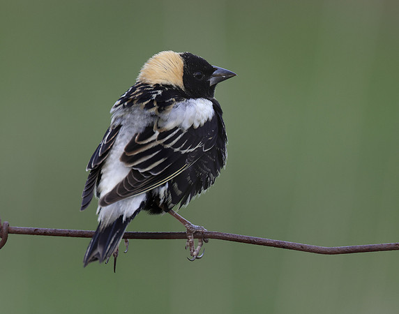 Bobolink Dolichonyx oryzivorus