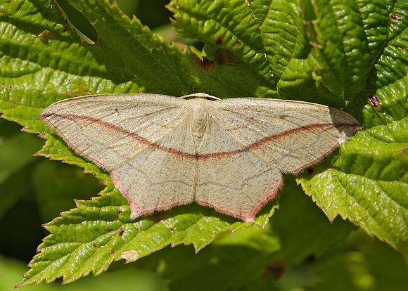 70.029 BF1682 Blood Vein Timandra comae