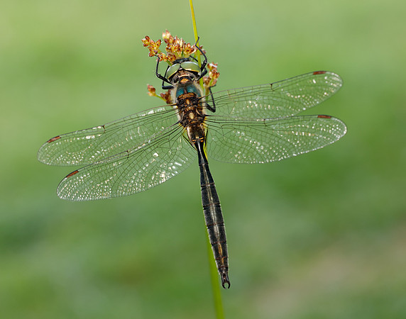 Northern Emerald Somatochlora arctica