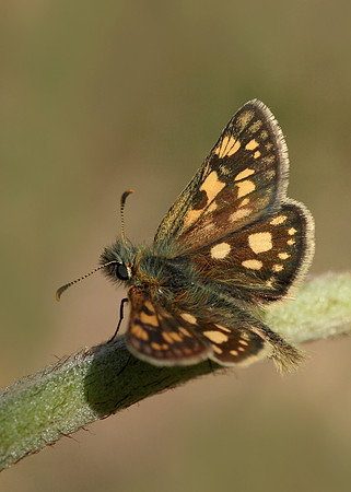 Chequered Skipper Carterocephalus palaemon