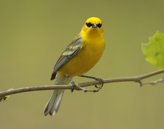 Blue-winged Warbler Vermivora cyanoptera