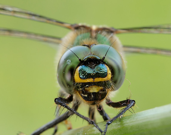Brilliant Emerald Somatochlora metallica