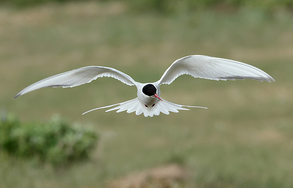 Arctic Tern Sterna paradisaea