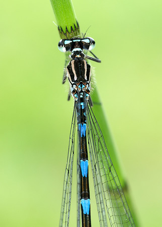 Variable Damselfly Coenagrion pulchellum
