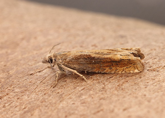49.264 BF1202 Eucosma obumbratana