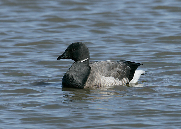 Brent Goose Branta bernicla